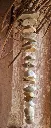 carillon 1.webp